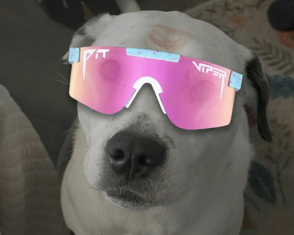 White lab wearing Miami Nights Pit Vipers (white frame, hot pink lens)
